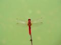 Crocothemis erythraea